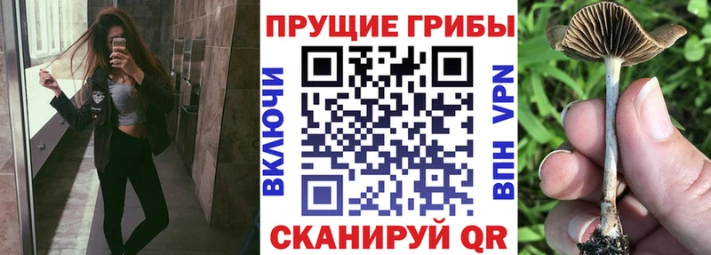 Псилоцибиновые грибы MAGIC MUSHROOMS  блэк спрут вход  Зеленодольск 